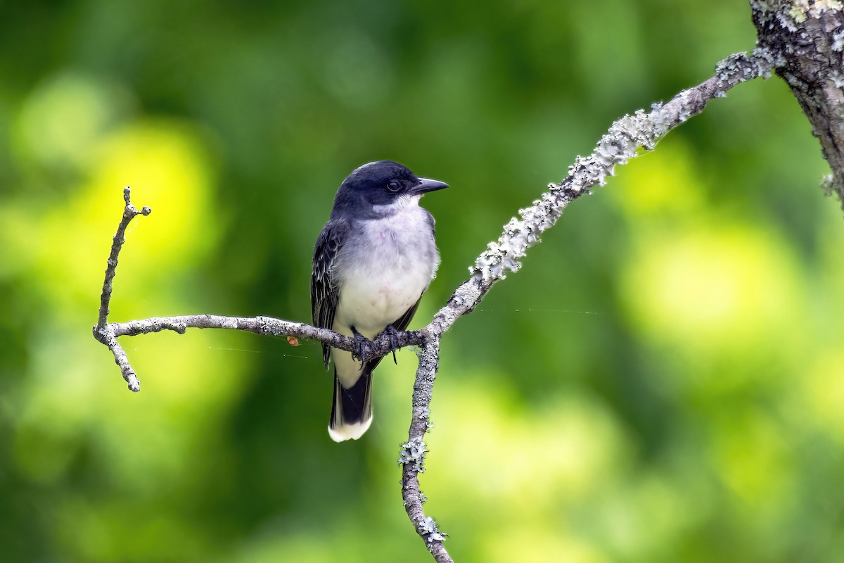 Eastern Kingbird - ML635569018