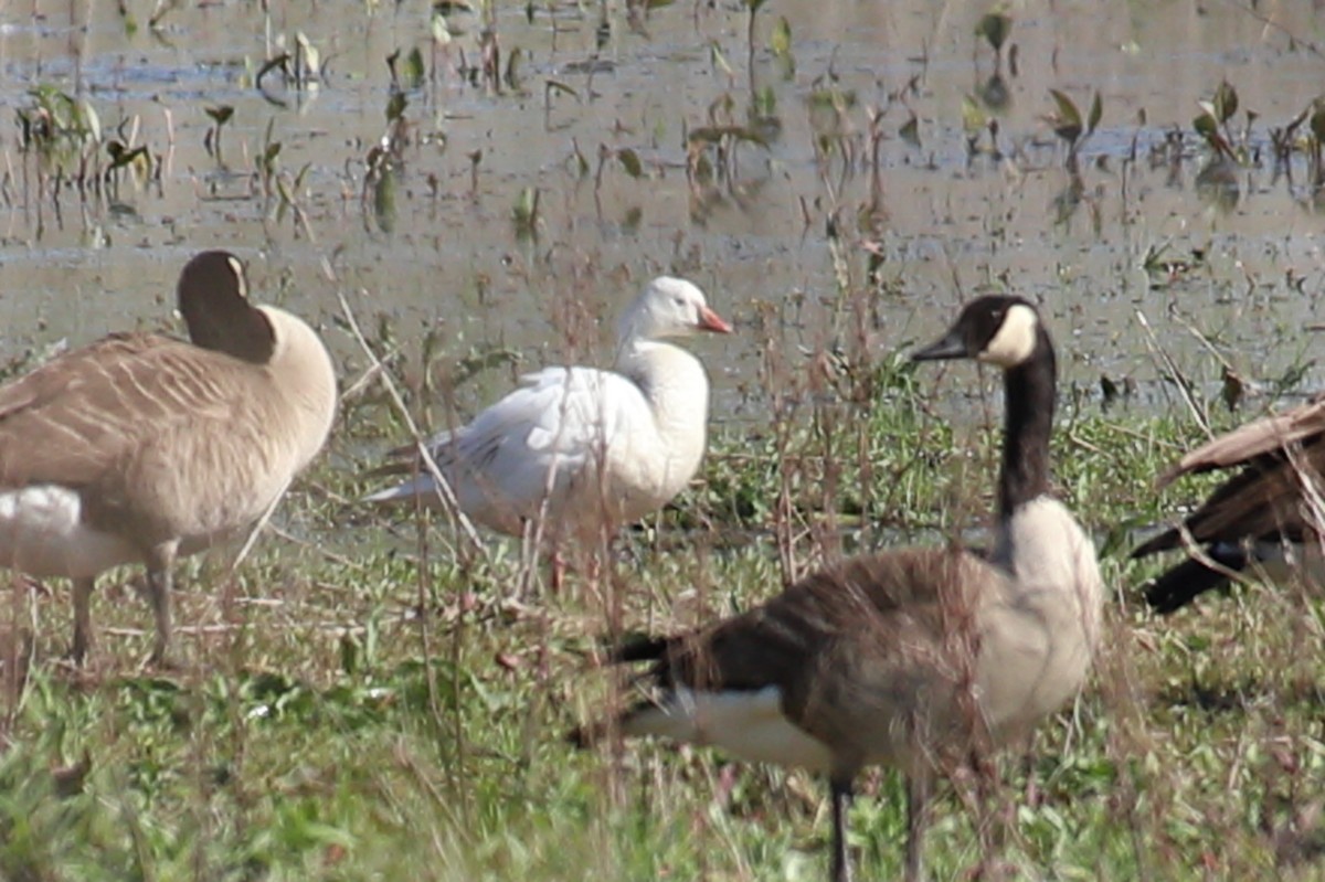 Ross's Goose - ML635569049