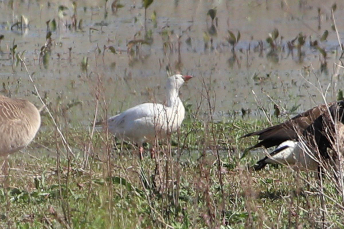Ross's Goose - ML635569050