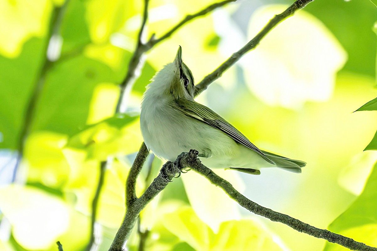 Red-eyed Vireo - ML635569051