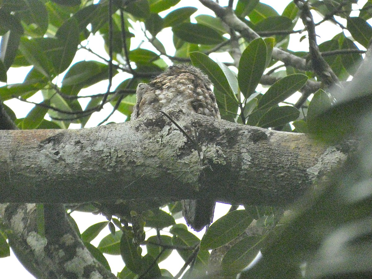 Common Potoo - ML635569140