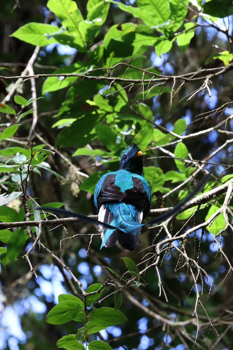 Resplendent Quetzal - ML635569142