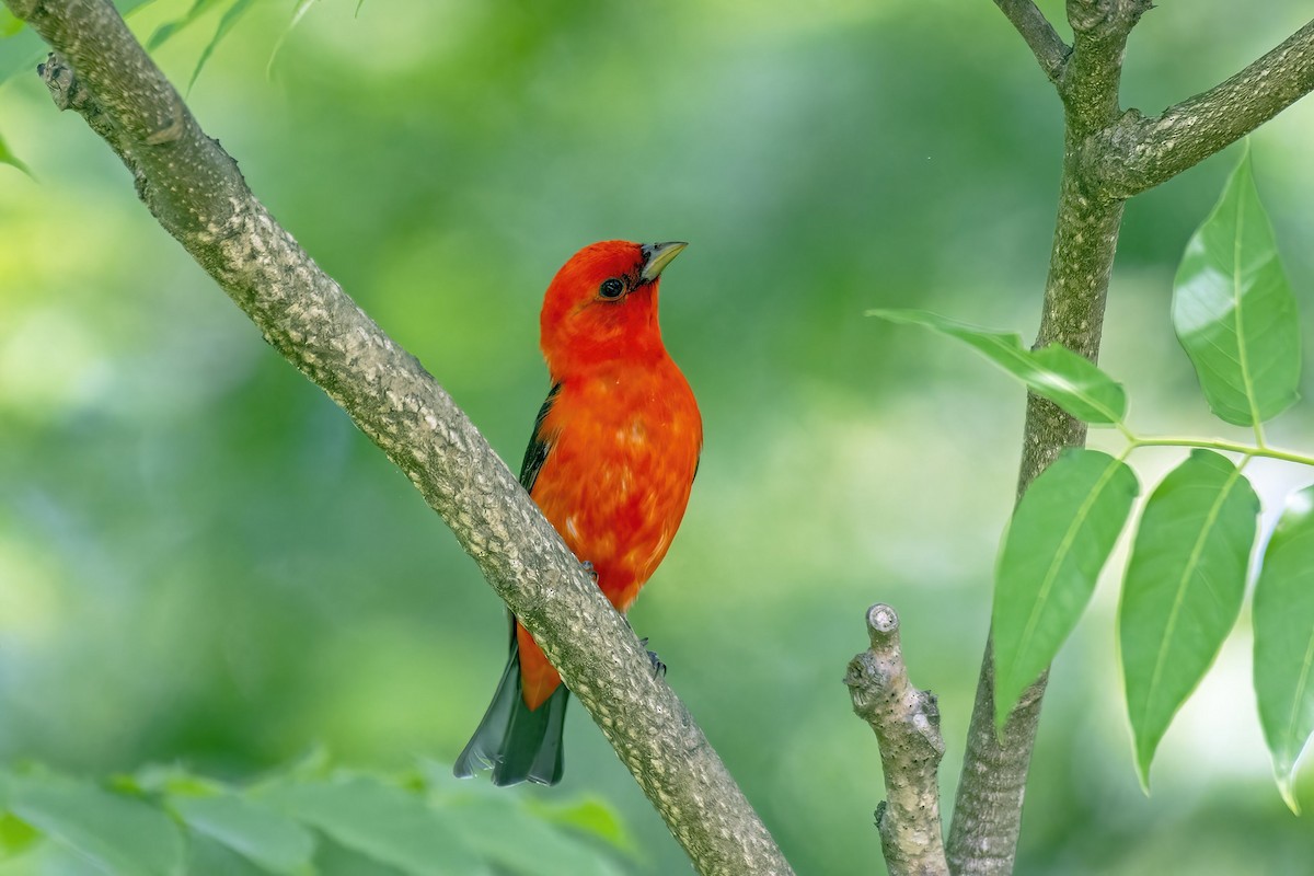 Scarlet Tanager - ML635569156