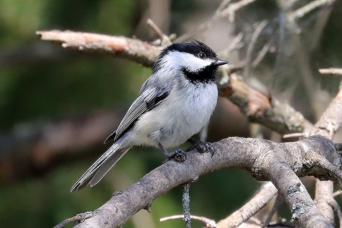 Black-capped Chickadee - ML635569173