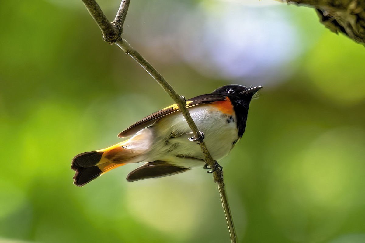 American Redstart - ML635569184