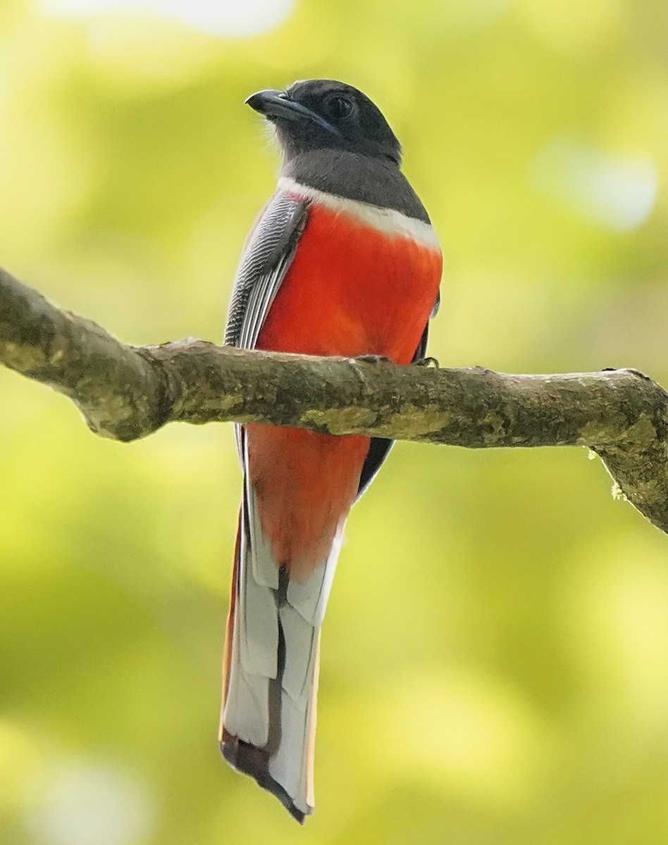 Malabar Trogon - ML635569251