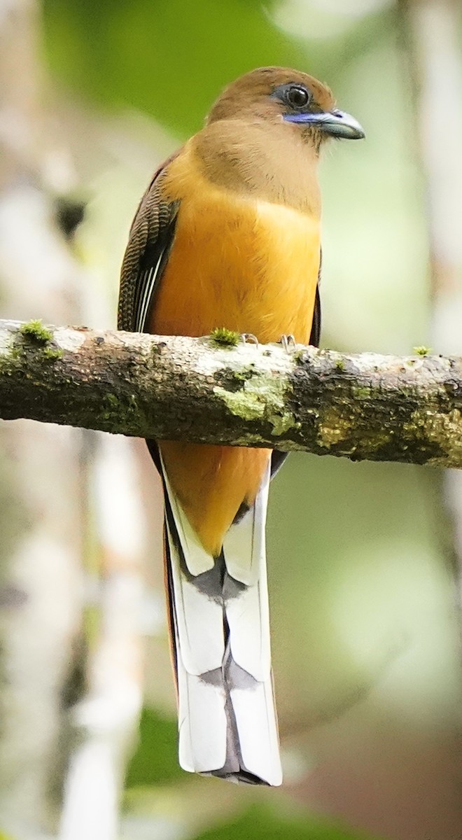 Malabar Trogon - ML635569252