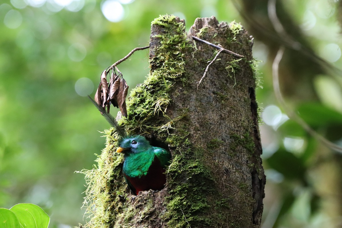 Resplendent Quetzal - ML635569265
