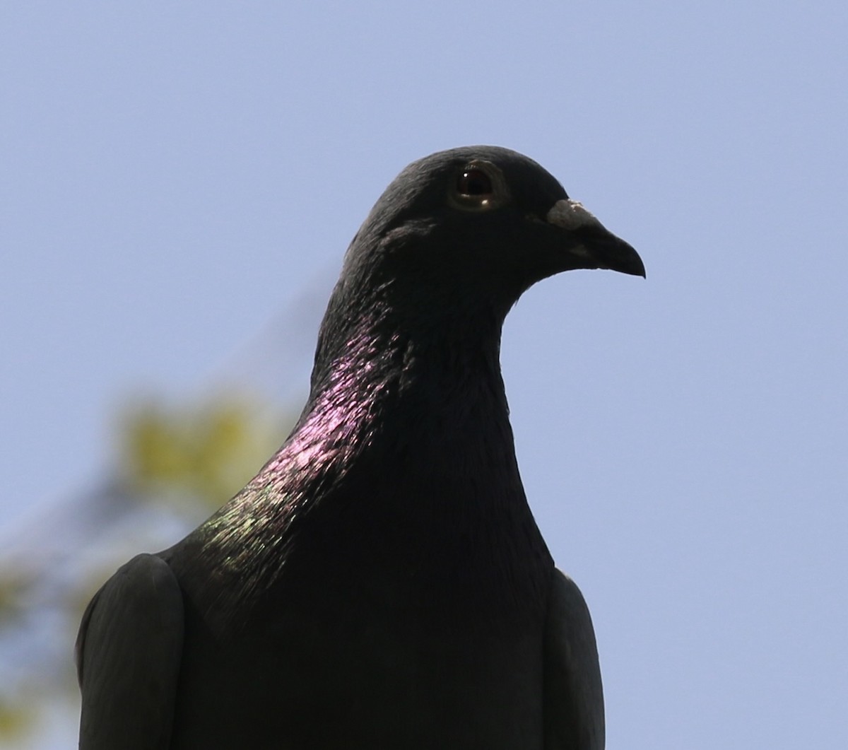 Rock Pigeon (Feral Pigeon) - ML635569449