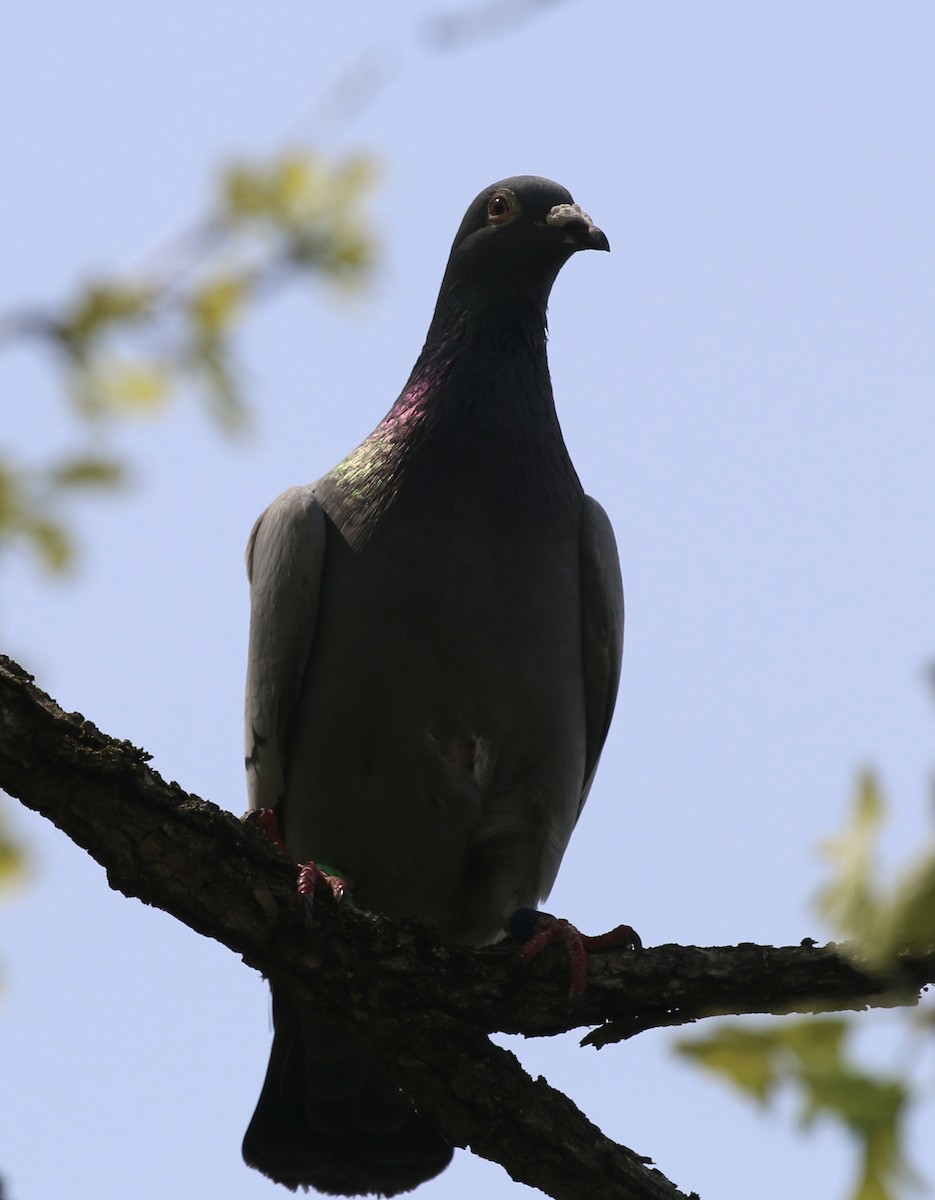Rock Pigeon (Feral Pigeon) - ML635569456