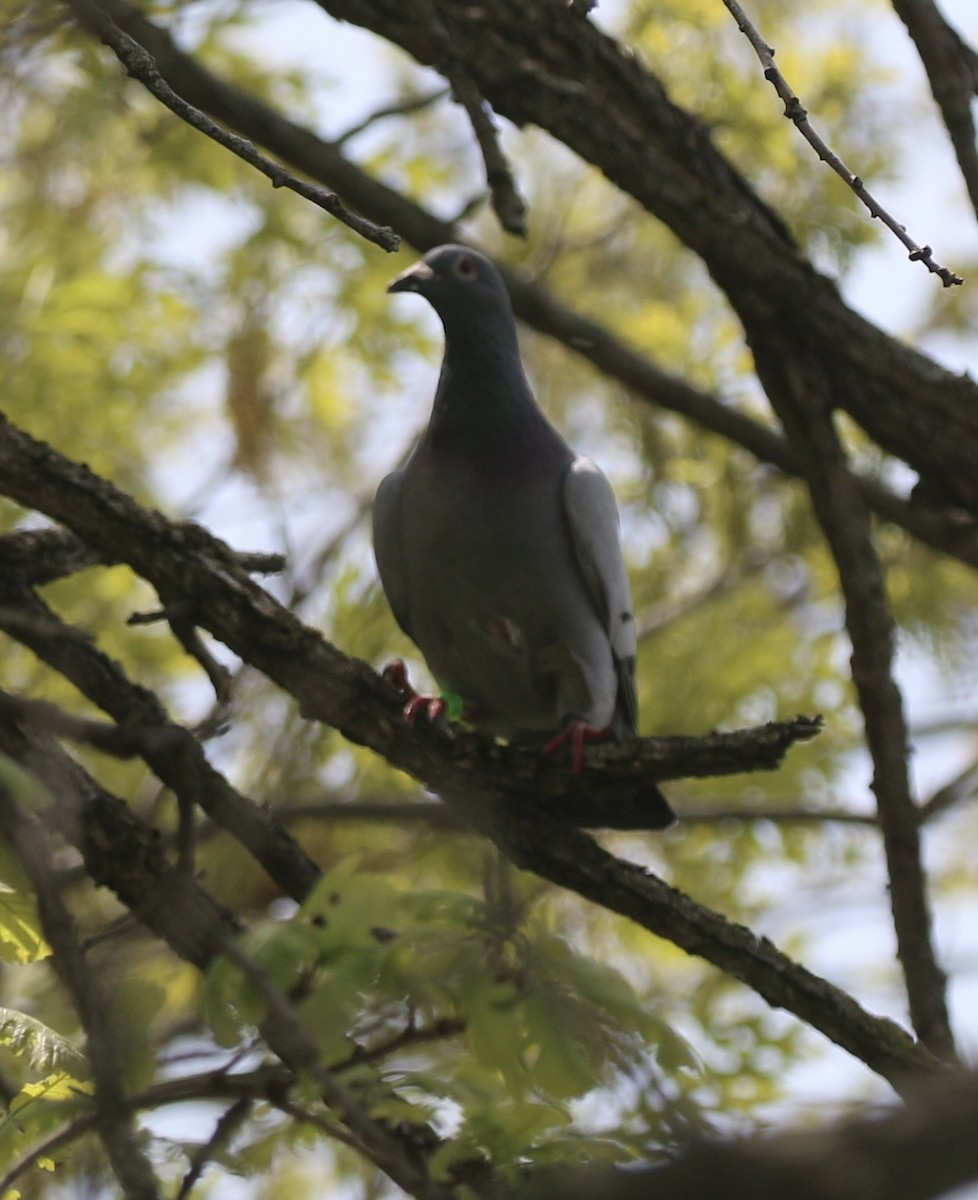 Rock Pigeon (Feral Pigeon) - ML635569461