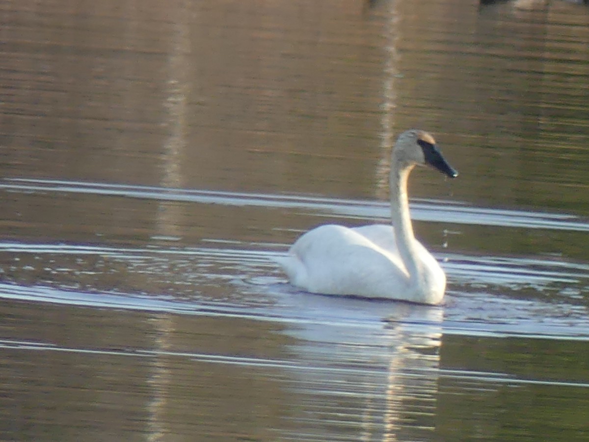 Trumpeter Swan - ML635569598