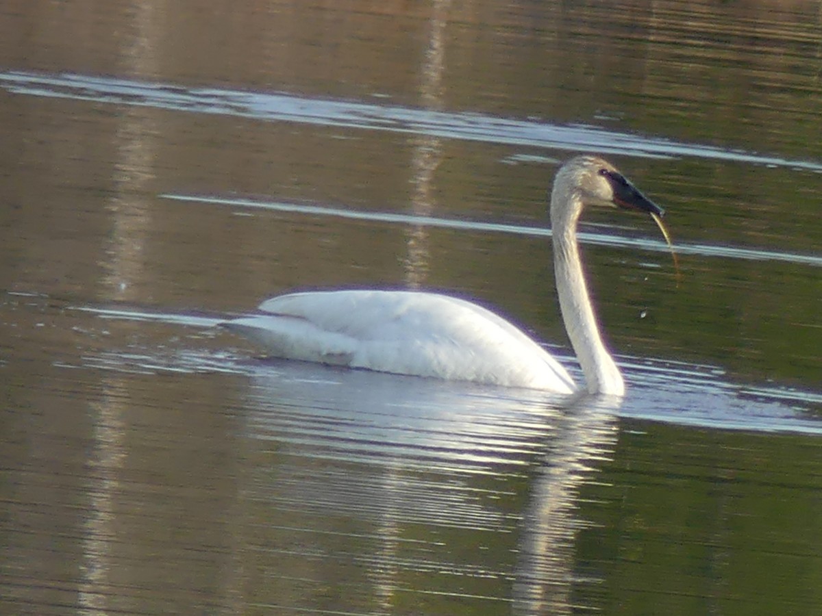 Trumpeter Swan - ML635569599