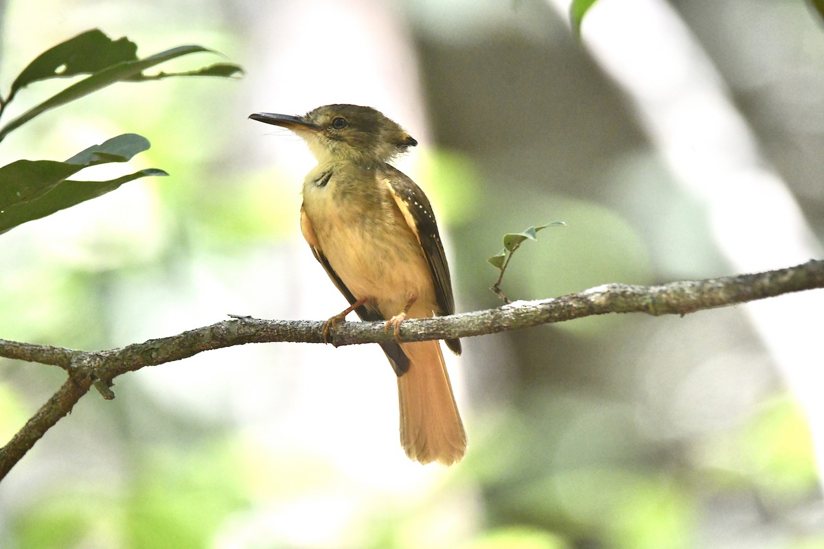 Tropical Royal Flycatcher (Northern) - ML635569616