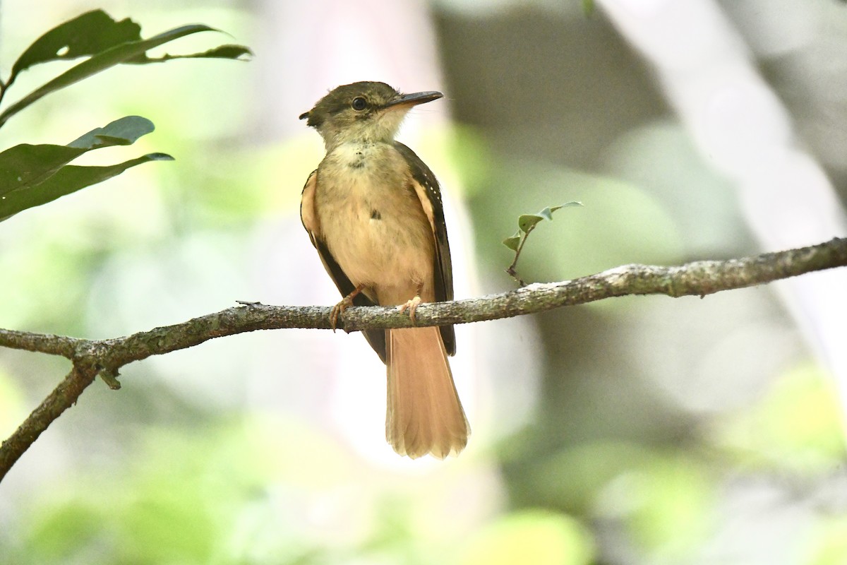Tropical Royal Flycatcher (Northern) - ML635569617