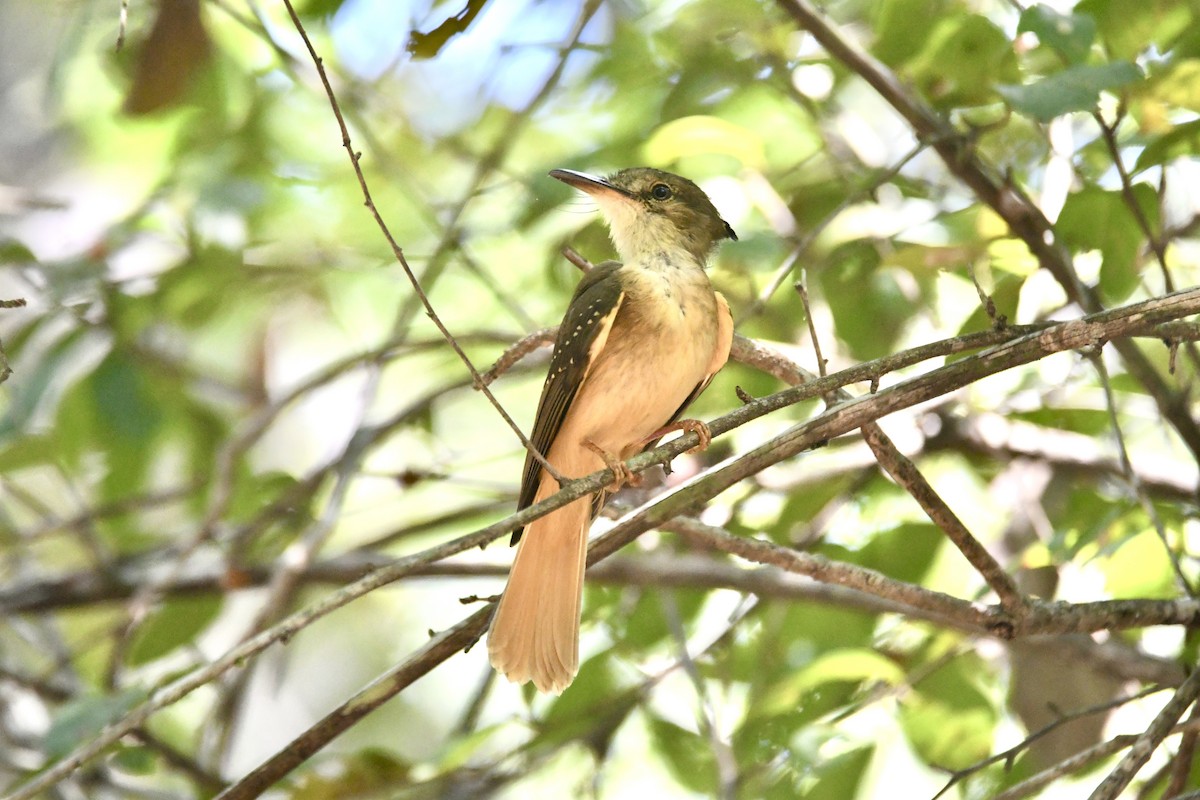 Tropical Royal Flycatcher (Northern) - ML635569618