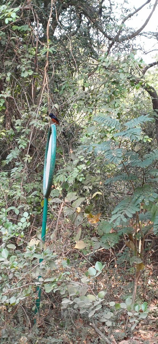 White-rumped Shama - ML635569677