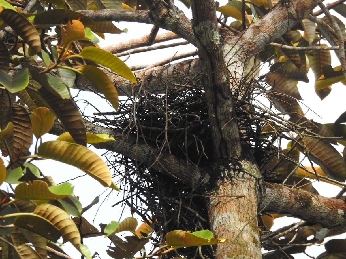 Tiny Hawk - ML635569683