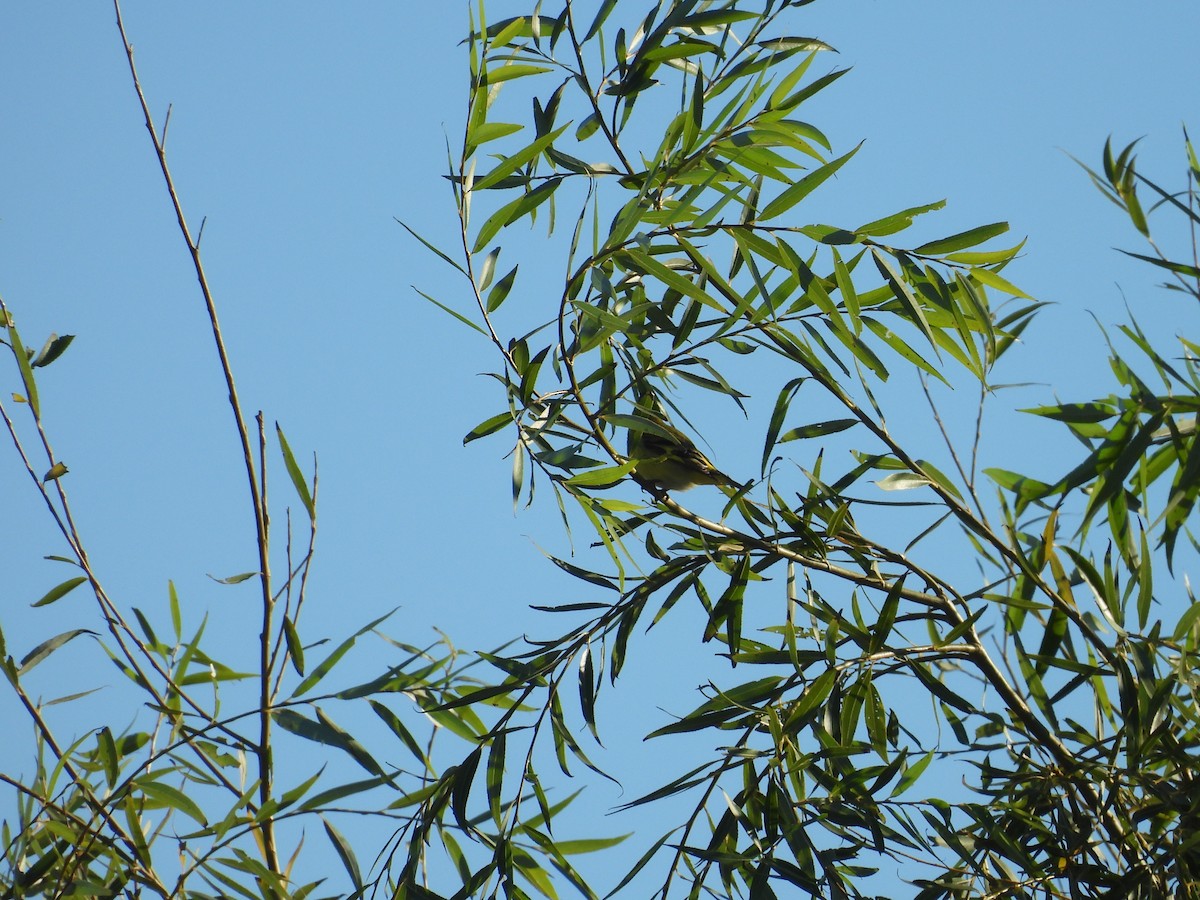 Hooded Siskin - ML635569730