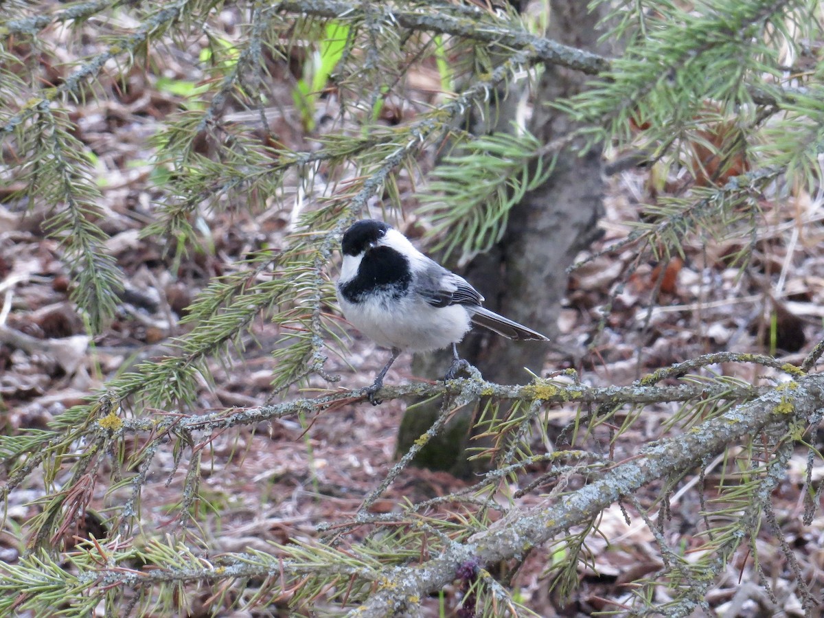 Black-capped Chickadee - ML635569744