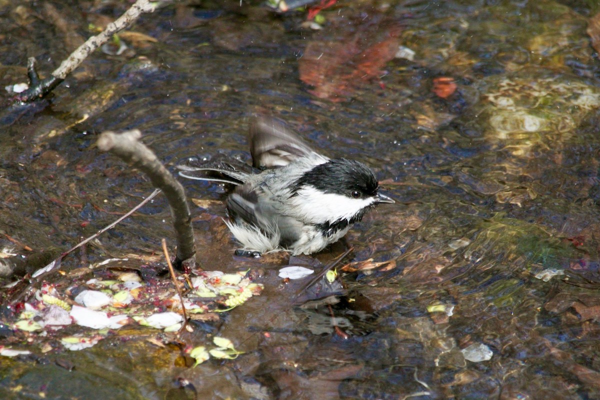 Black-capped Chickadee - ML635569752