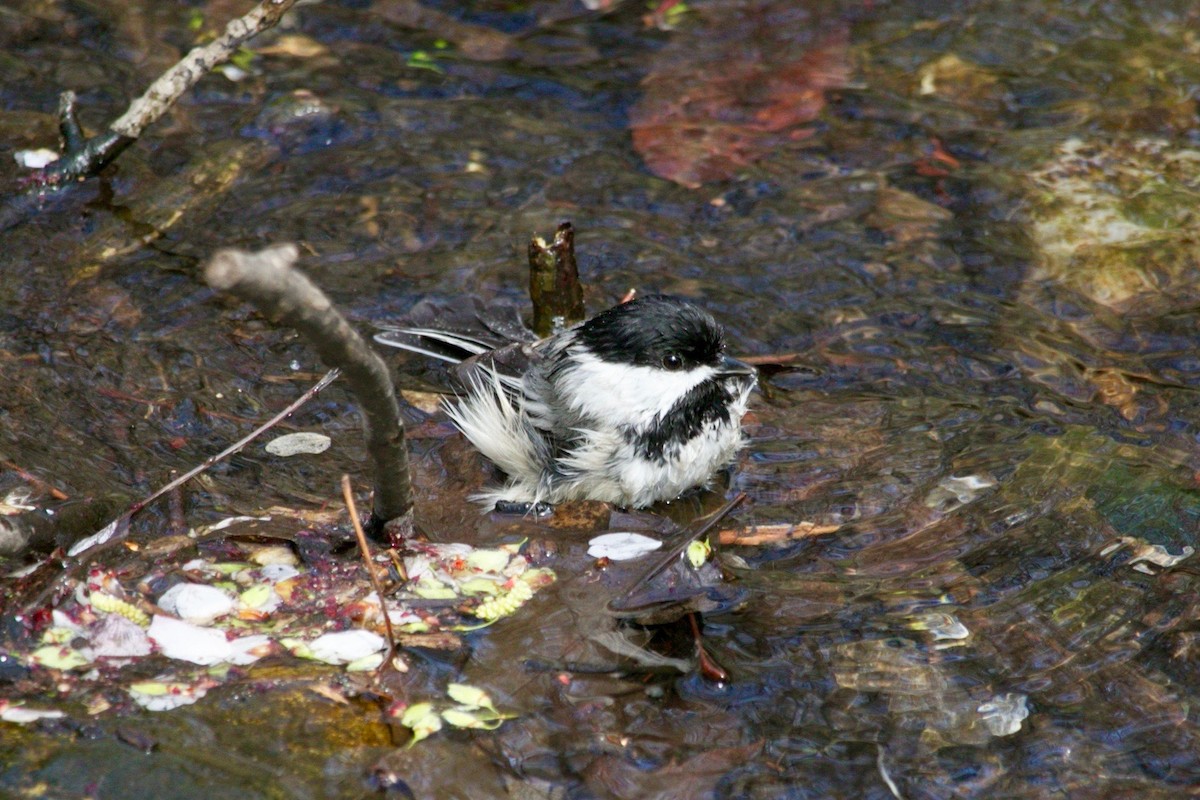 Black-capped Chickadee - ML635569754