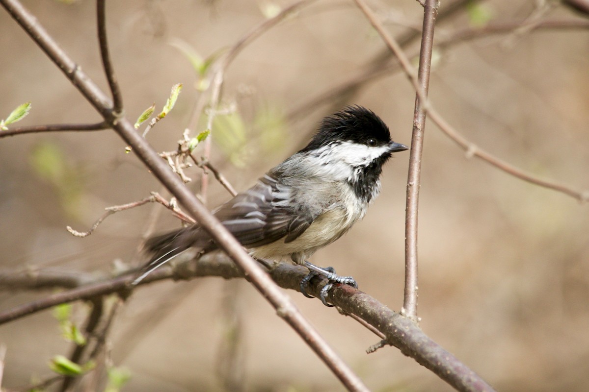 Black-capped Chickadee - ML635569755