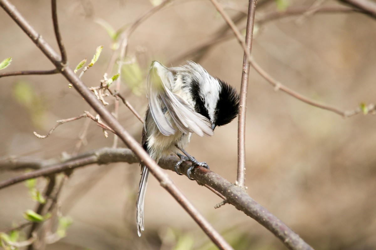 Black-capped Chickadee - ML635569756