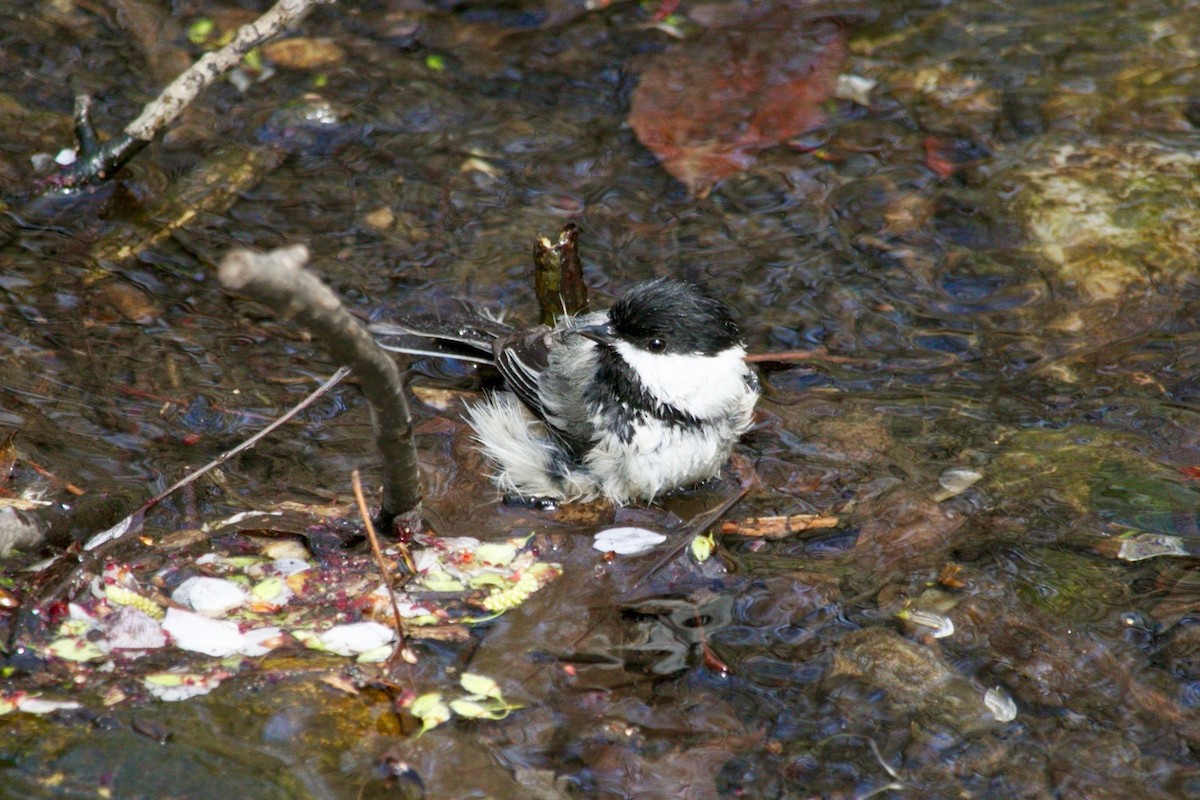 Black-capped Chickadee - ML635569757