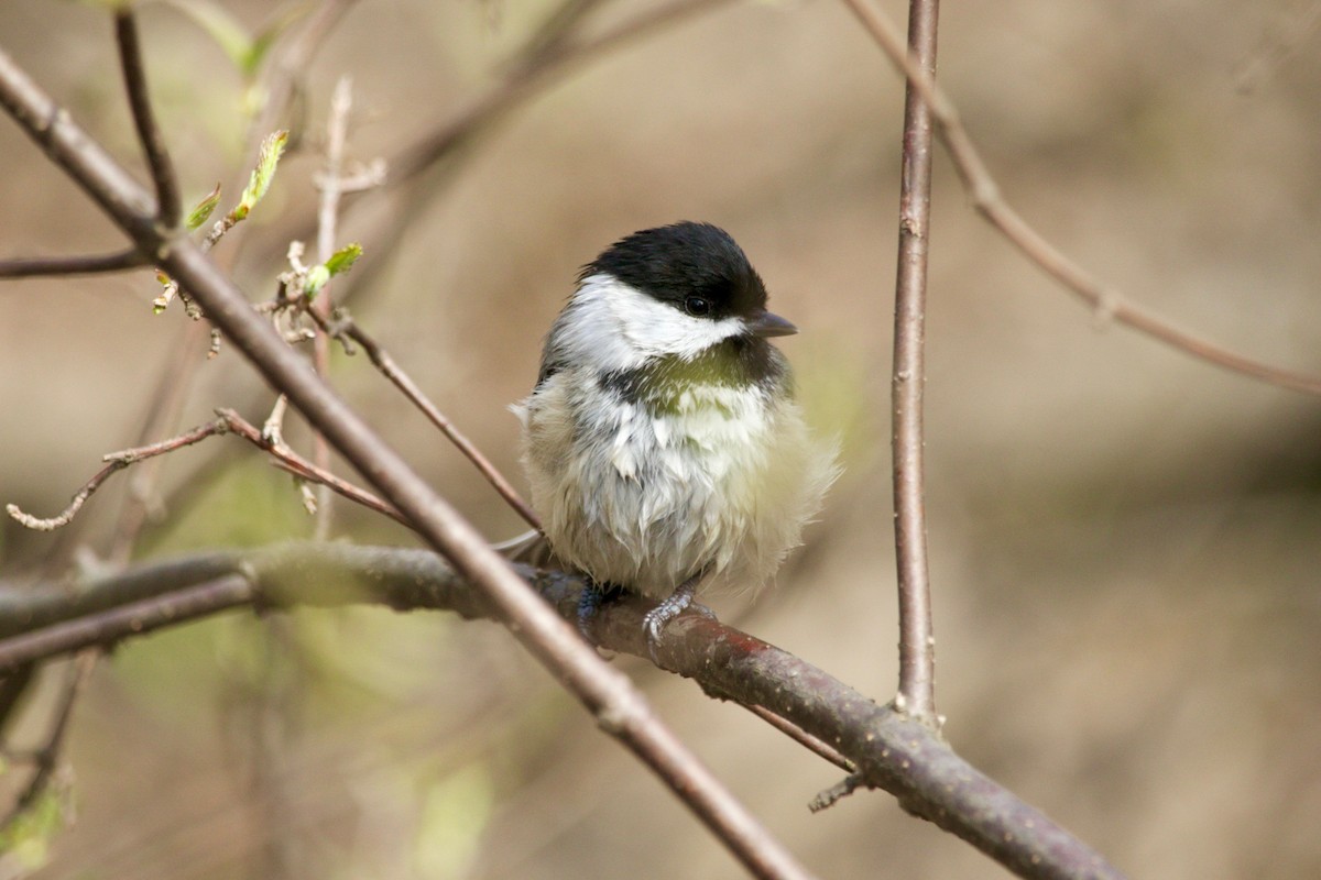 Black-capped Chickadee - ML635569758
