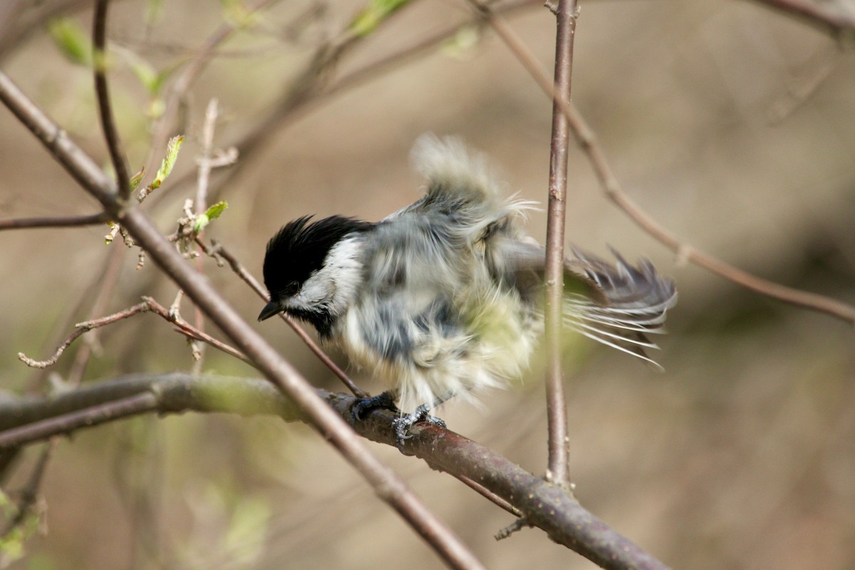 Black-capped Chickadee - ML635569759