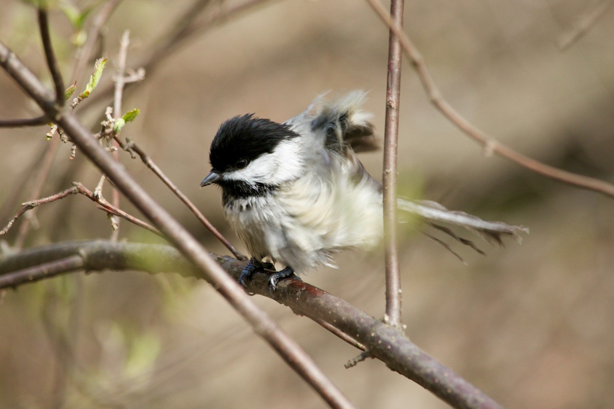 Black-capped Chickadee - ML635569760