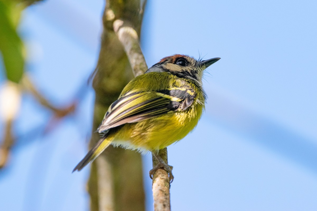 Rufous-crowned Tody-Flycatcher - ML635569765