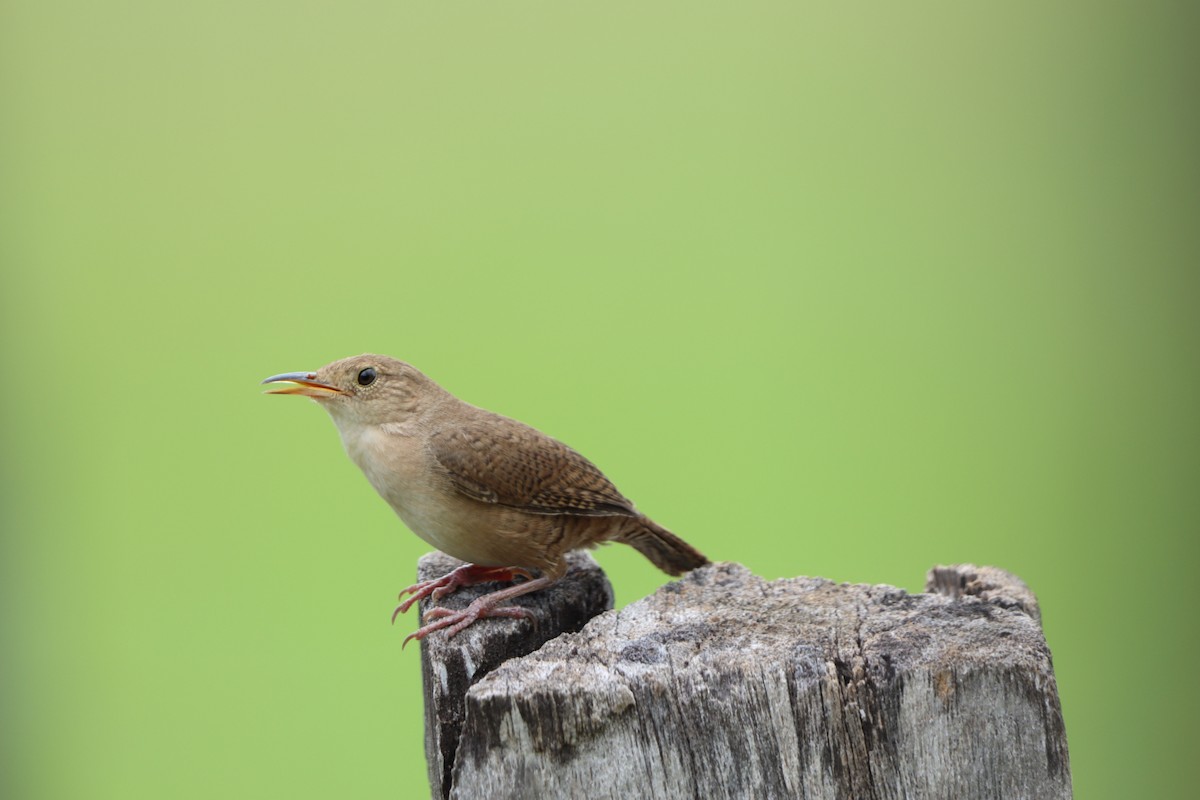 Southern House Wren - ML635569800