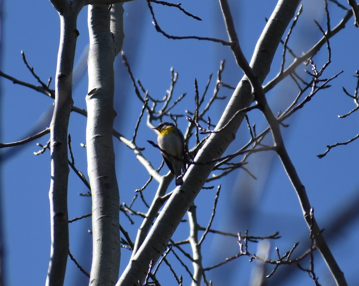 Northern Parula - ML635569828
