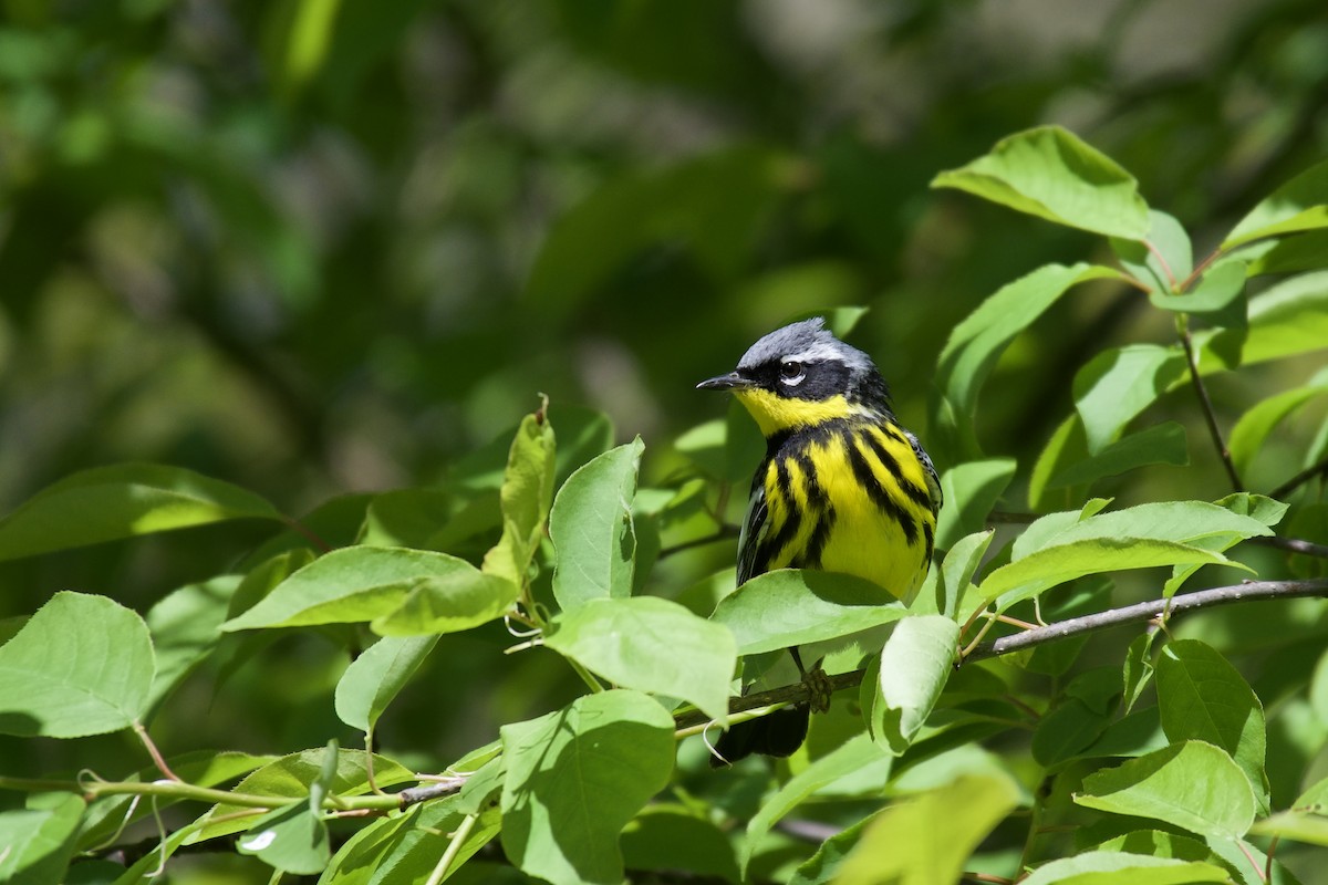 Magnolia Warbler - ML635569845