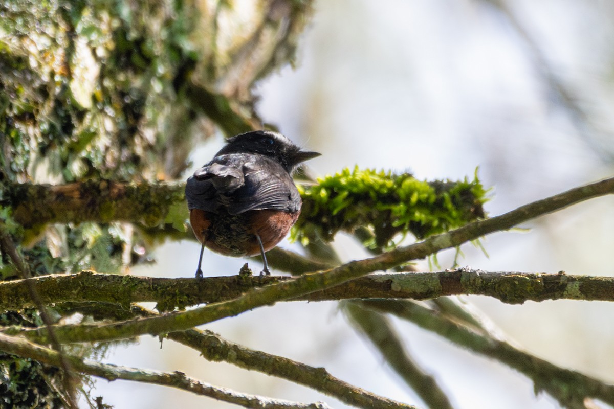 Chestnut-bellied Chat-Tyrant - ML635569887