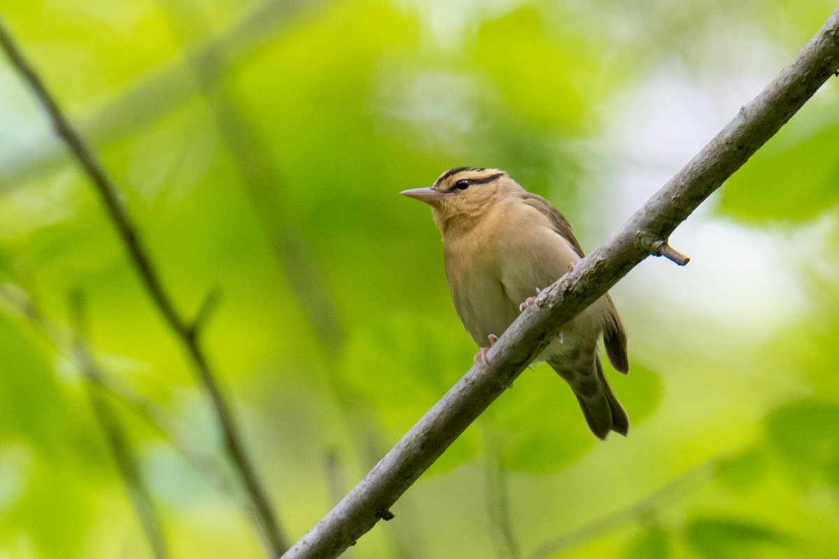 Worm-eating Warbler - ML635569891
