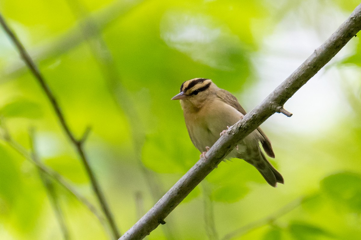 Worm-eating Warbler - ML635569893