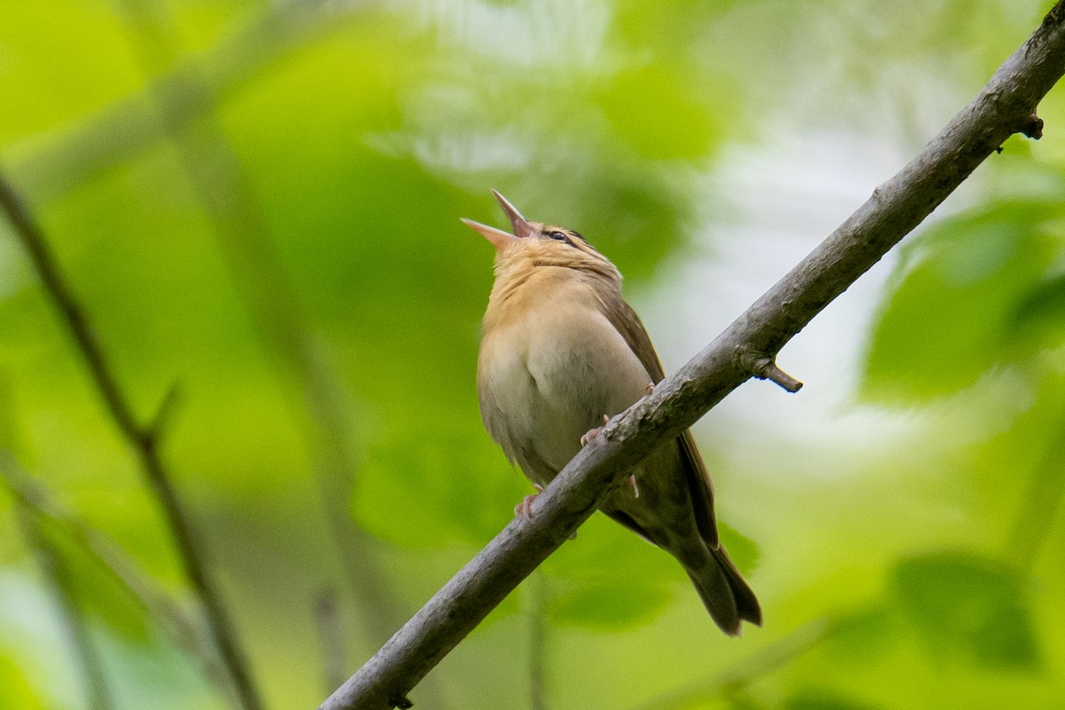 Worm-eating Warbler - ML635569894