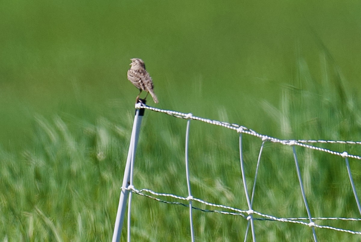 Grasshopper Sparrow - ML635569906