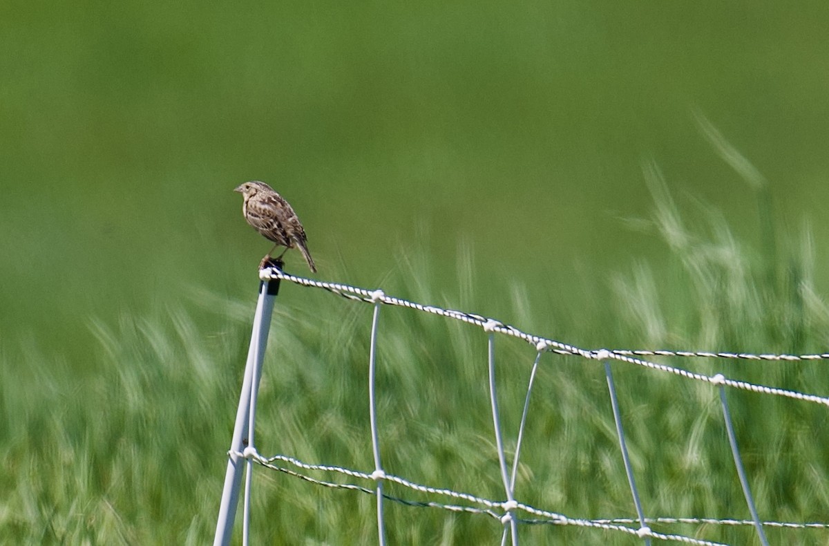 Grasshopper Sparrow - ML635569917