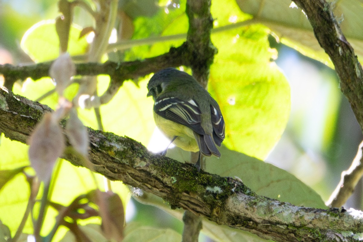Ashy-headed Tyrannulet - ML635569923