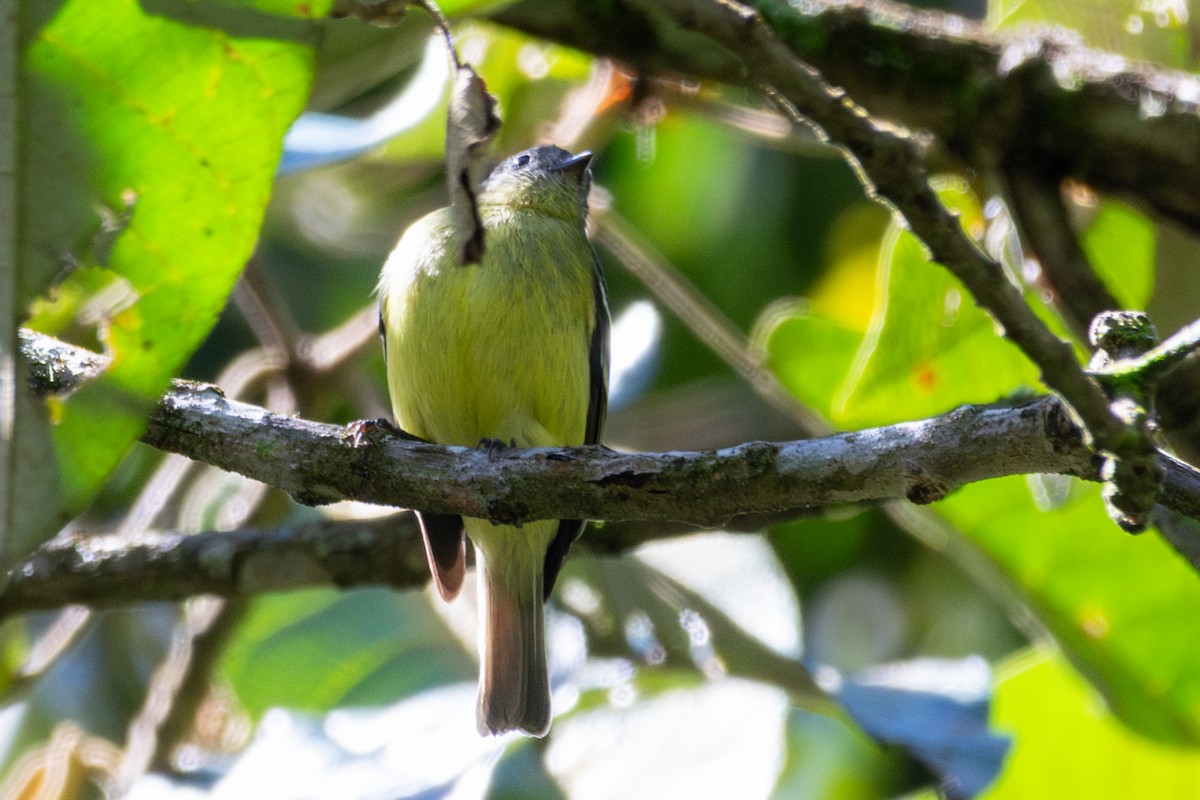 Ashy-headed Tyrannulet - ML635569925