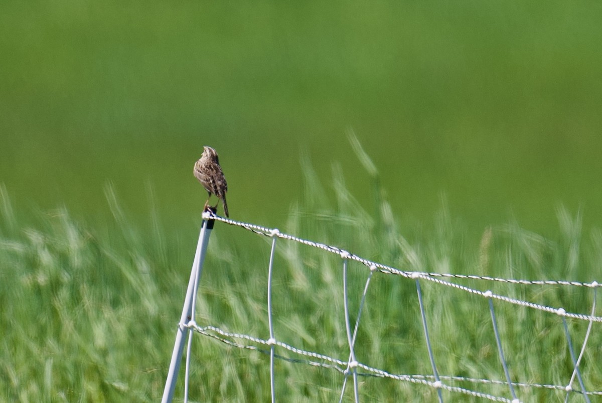 Grasshopper Sparrow - ML635569935