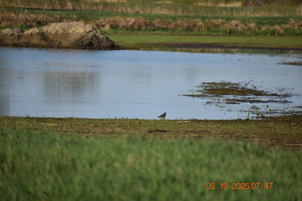 Greater Yellowlegs - ML635569966