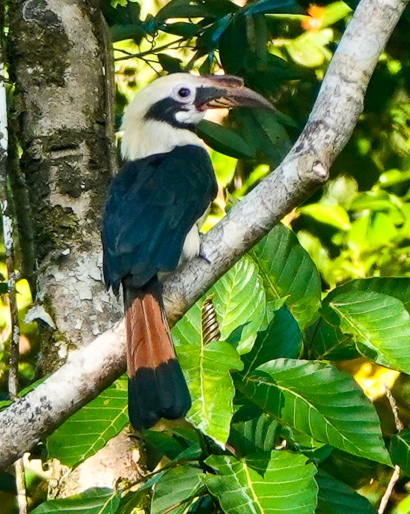 Mindanao Hornbill - ML635569989