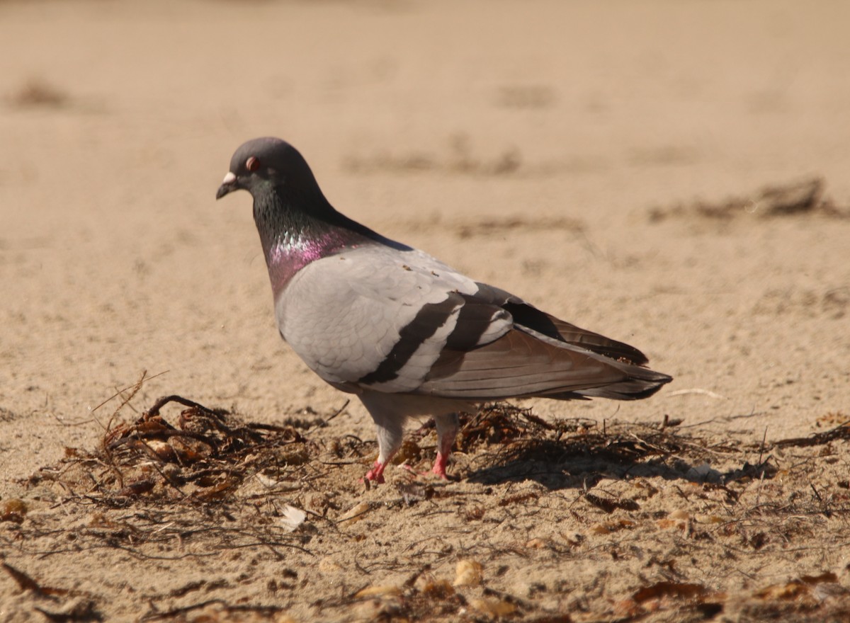 Rock Pigeon (Feral Pigeon) - ML635570001