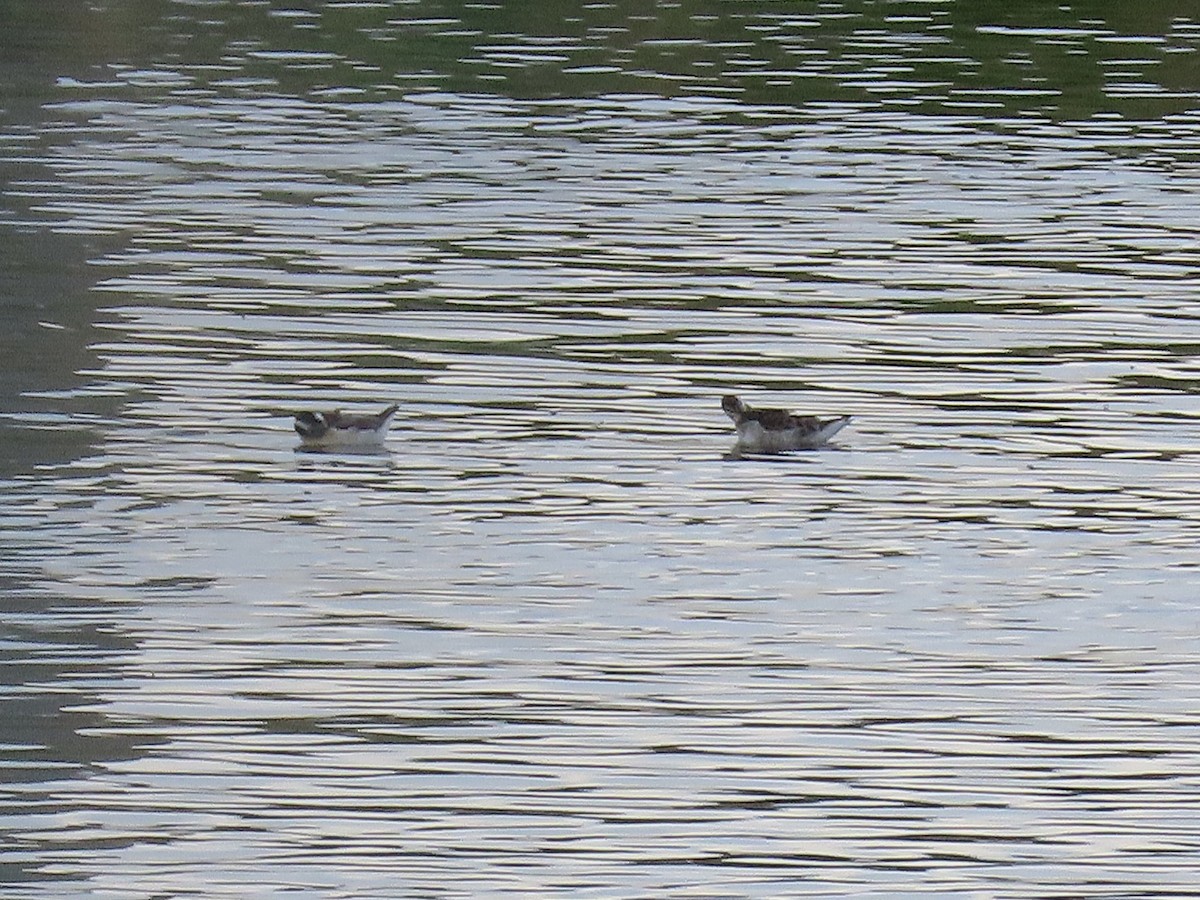Wilson's Phalarope - ML635570016