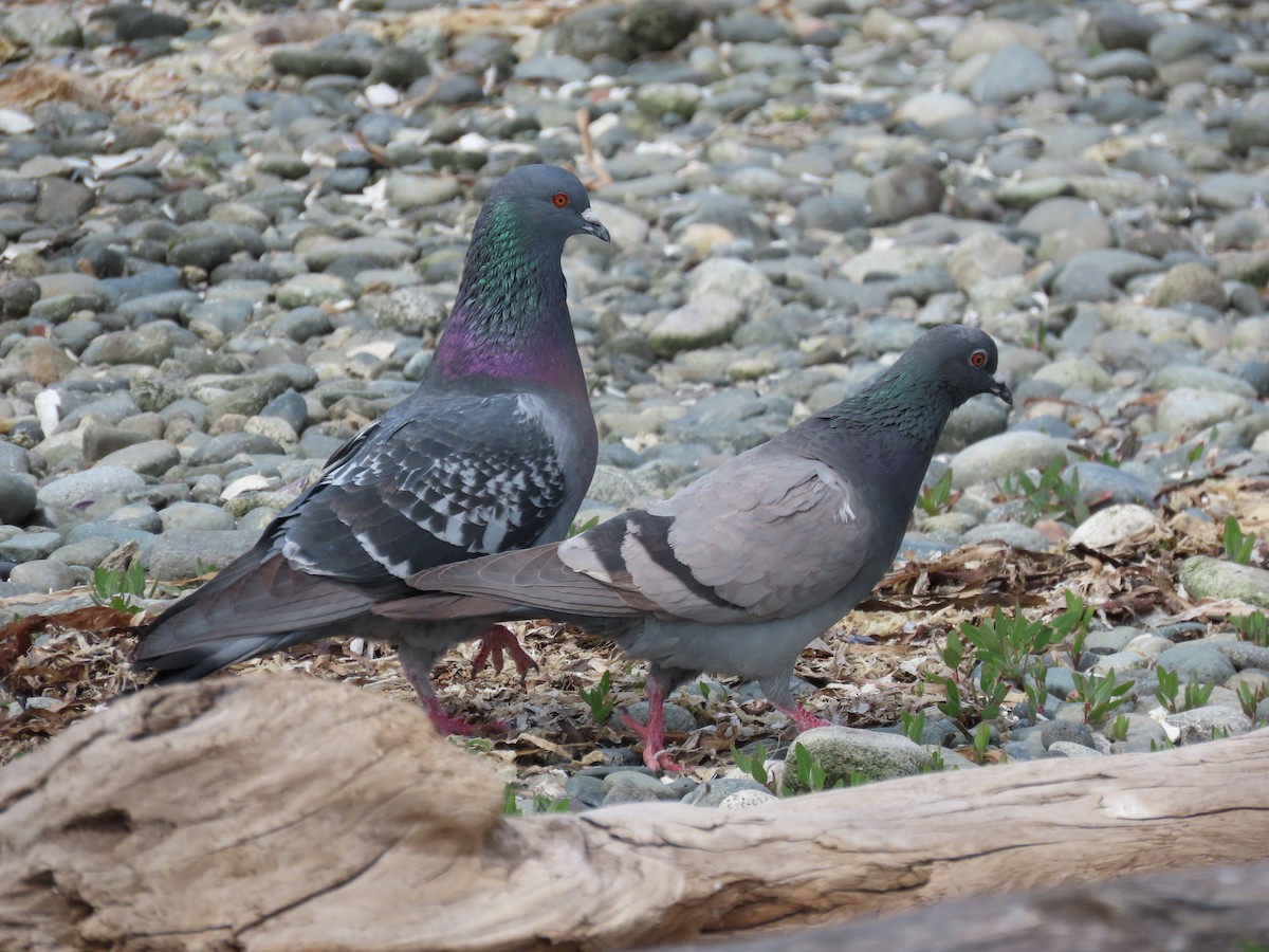 Rock Pigeon (Feral Pigeon) - ML635570197